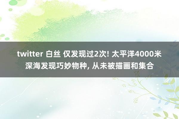twitter 白丝 仅发现过2次! 太平洋4000米深海发现巧妙物种， 从未被描画和集合